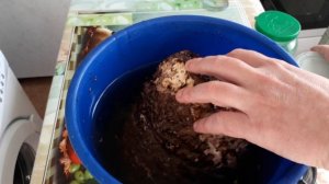 Гриб Шиитаке. Выращиваем дома!