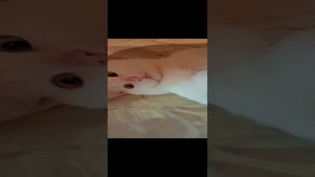 VID_20230629_192000.mp4