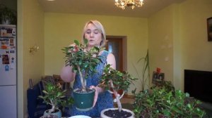 Обрезка Крассулы Овата (Толстянка, Денежное дерево). Результаты предыдущих обрезок.