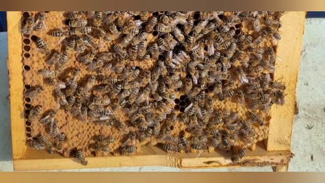 استخدام الحاجز الملكي مع موسم العسل ونصائح عن مصيدة حبوب اللقاح نصائح و إرشادات في تربية النحل смотреть онлайн