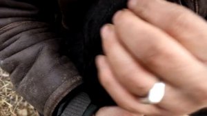 Как выбрать овцу на племя //На что нужно обратить внимание // Как узнать возраст овцы //