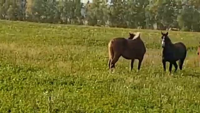 Земля вблизи Казани смотреть онлайн