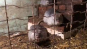 Ферма нутрий.Содержание в семьях и раздельно.