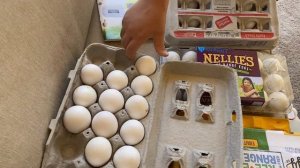 Устанавливаем инкубатор на 112 цыплят.  Incubator will make 112 baby chicks. We do installation