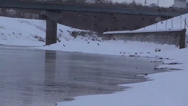 Западная Двина женщина кормили галки и грачи?? смотреть онлайн