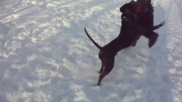 Борьба в намордниках. смотреть онлайн
