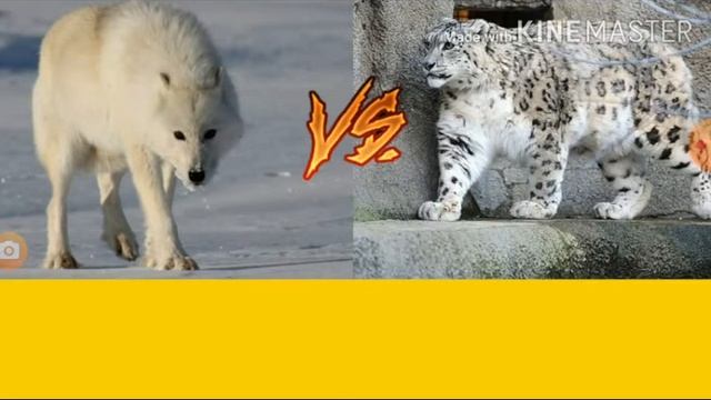полярный волк vs ирбис (кто-же сильнее?)!! смотреть онлайн