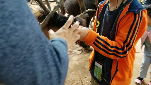 Zoo adventure in Hainan Island!🦊🐱(Riding in a car) смотреть онлайн