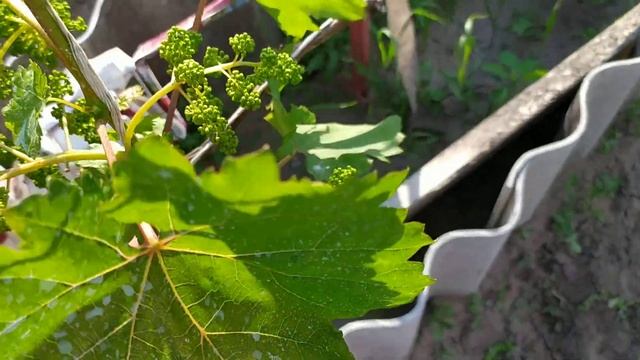 Виноград Велес в открытом грунте на 14.06.2021. смотреть онлайн