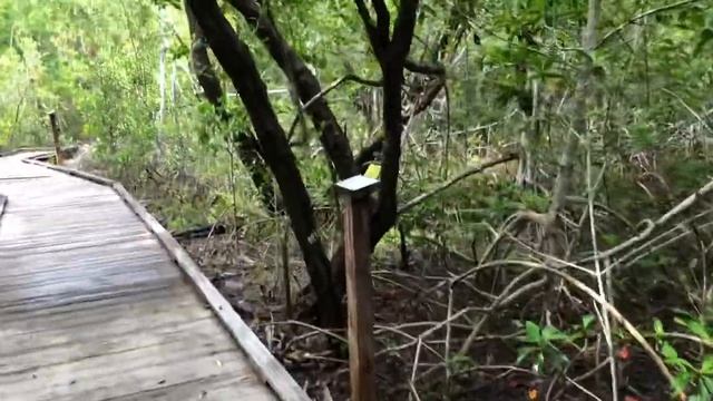 США Ищем жильё в Нейплс с Big Big Family in the USA / Флорида смотреть онлайн