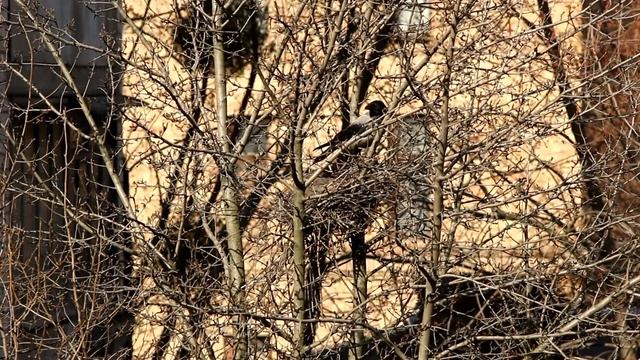 Сорока разбирает гнездо Вороны.. смотреть онлайн