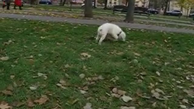 Нам 3 месяца, первые прогулки на улице смотреть онлайн