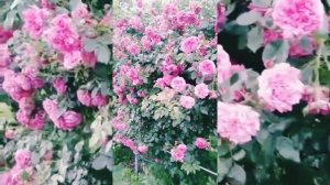 Роза Лавиния