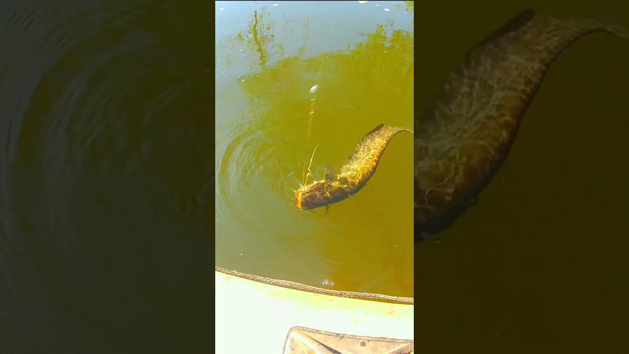 Поставил снасть на сома на ночь и он попался.#shorts смотреть онлайн