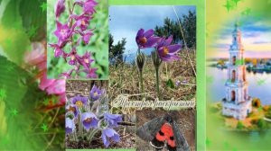 Красная книга Тверской области. Музыка А.Кэтлина.