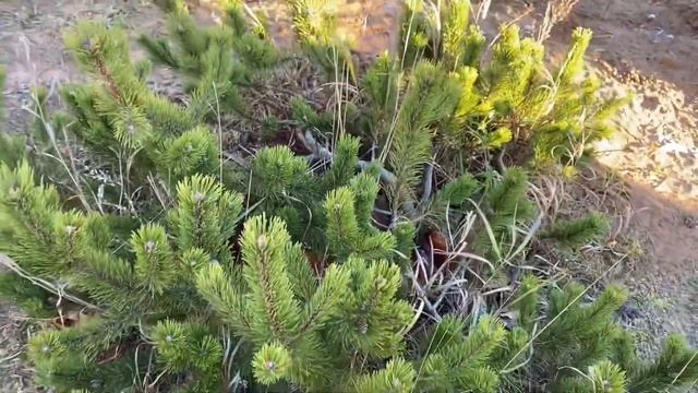 Обзор участка/Переезд из города в деревню смотреть онлайн