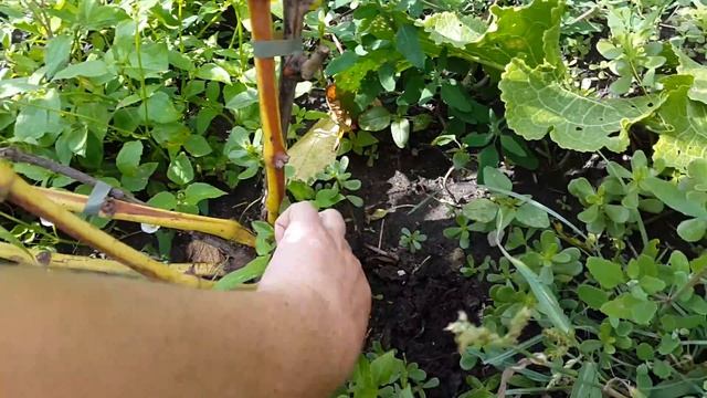 Мой виноградник. 14.08.2016г. Виноград Мускат Ливадия (ПГ-5). смотреть онлайн