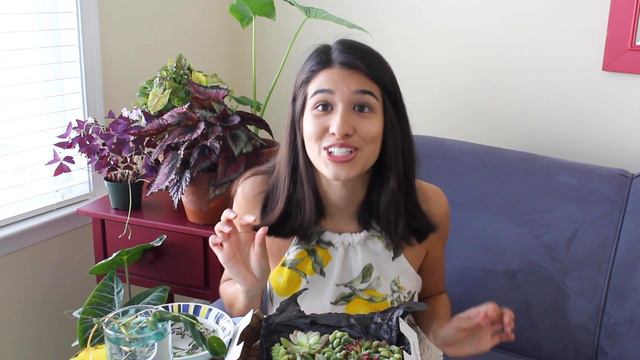MYSTERY PLANT UNBOXING + HOUSE PLANT HAUL | Over 15 New Succulents and Cuttings! смотреть онлайн