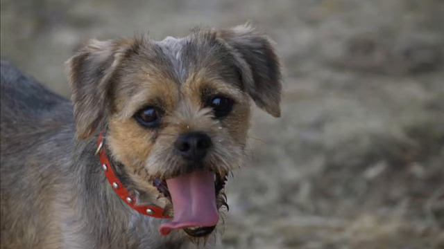 Mi perro Whisky смотреть онлайн