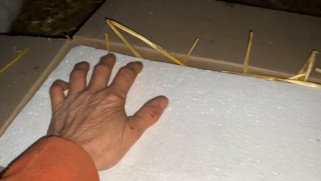 Упаковка яйца перепела Новой почтой по Украине//Купить инкубационное яйцо техасский мясной перепел смотреть онлайн