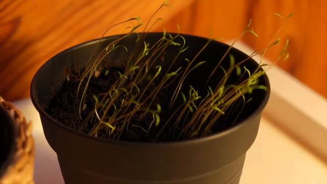 Укроп растёт смотреть онлайн