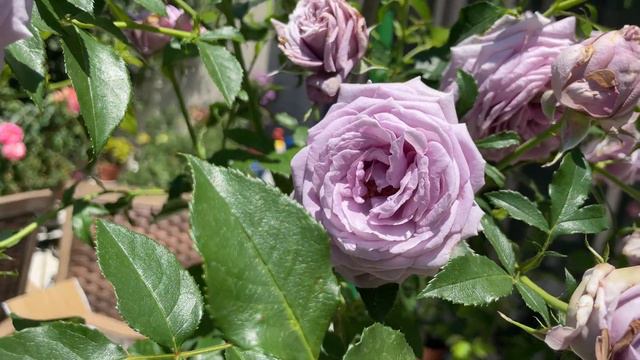 Violet’s Pride Rose giving a peak flush #rose #weeksroses смотреть онлайн