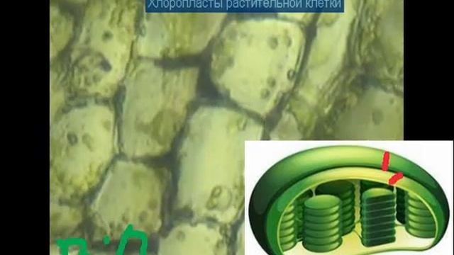 Хлоропласты в растительной клетке смотреть онлайн
