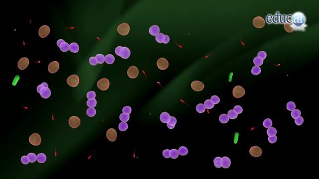 Biología: Origen de la vida смотреть онлайн