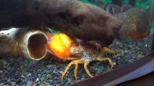 пираньи в аквариуме (пираньи и краб едят золотую рыбку)