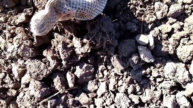 Коп по берегу древнего ручья. #155. смотреть онлайн