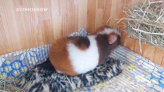 ИГРУШКА и РЕАКЦИЯ морских свинок! Это Провал... SvinkiShow смотреть онлайн