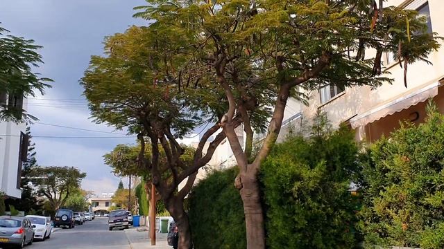 Живые апельсины и как цветет миндаль на Кипре!!! смотреть онлайн