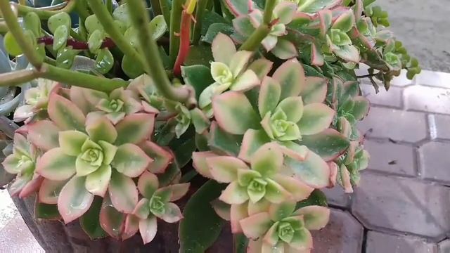 Succulent : Aeonium Kiwi And Aeonium Haworthii