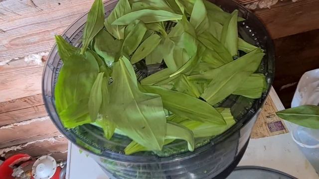 Приправа из дикого лука. Черемша. Приправы своими руками