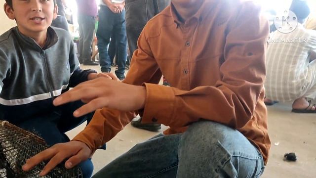 Таджикистан голуби рынка г Душанбе 28.05.23.год смотреть онлайн