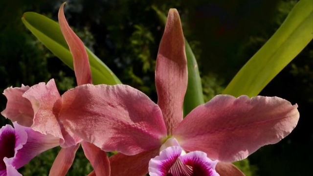 ОБЗОР МОИХ КАТТЛЕЙ!!! Часть 2.Му cattleya orchids,part 2! смотреть онлайн