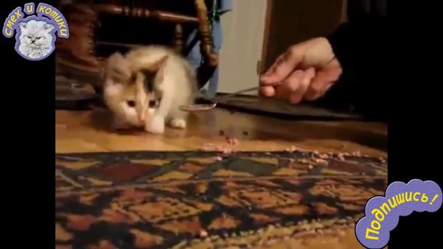 Кот Бросается На Ложку С Едой смотреть онлайн