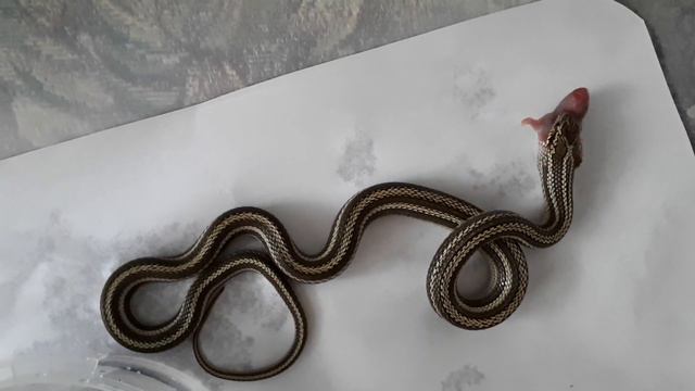 Кормление узорки смотреть онлайн