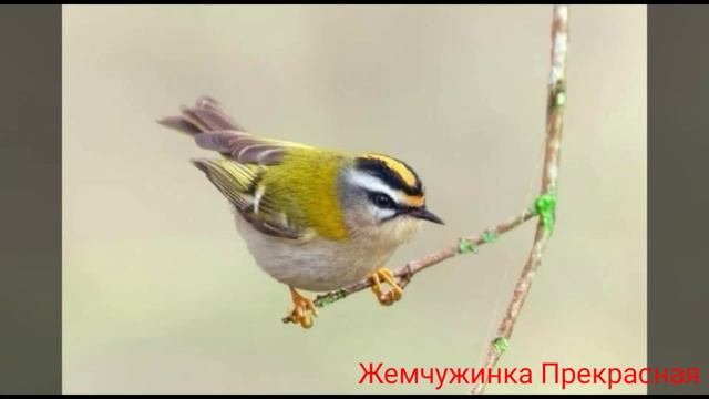 Красноголовый королек. смотреть онлайн