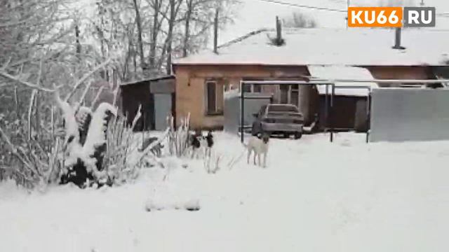 Соседи кормят брошенных собак из передержки смотреть онлайн