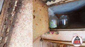 Клопы и Тараканы в квартире осмотр и рекомендации