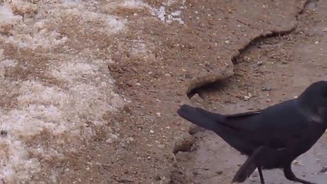 Прогулка по городу Сергиев Посад смотреть онлайн