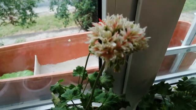 Обзор цветения пеларгоний на конец мая смотреть онлайн