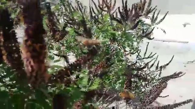 Танец пёстрого мотылька: нашествие бабочек в Актау смотреть онлайн