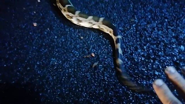 Огромный питон на дороге. смотреть онлайн