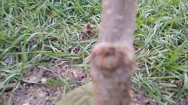 правильное каллусование срезов фундука смотреть онлайн