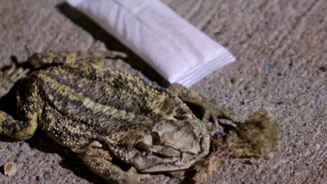crazy frog смотреть онлайн