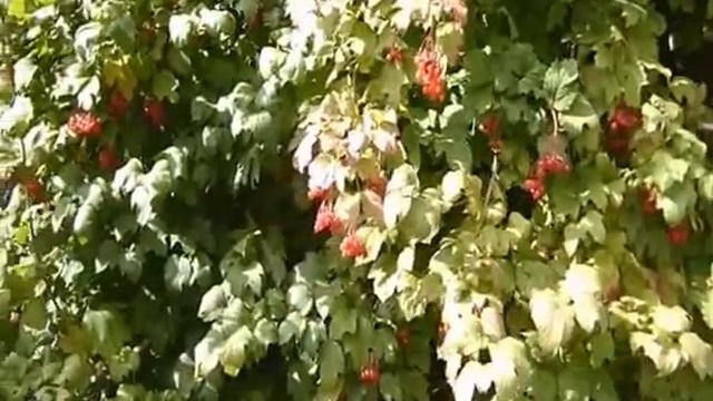 Родная природа. Авторское видео Валентины-Тина Осипенко смотреть онлайн