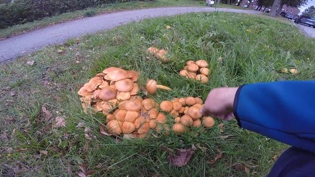 по дороге встретил грибы смотреть онлайн