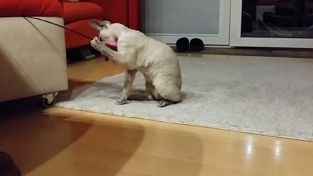 Devon Rex : Ignacy i piórka -wersja druga 😉 смотреть онлайн